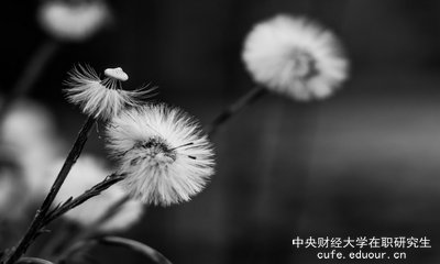 想上中央財(cái)經(jīng)大學(xué)在職研究生去哪里報(bào)名？
